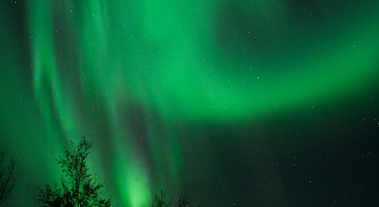 Aurora over treetops