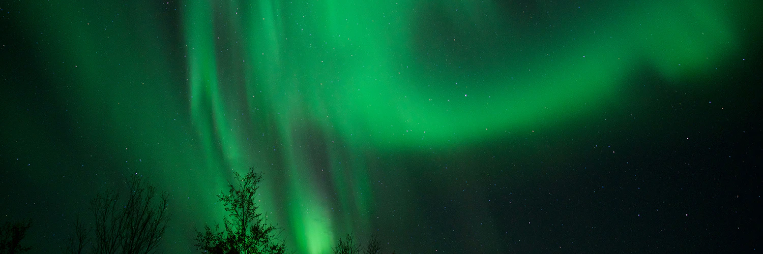 Aurora over treetops