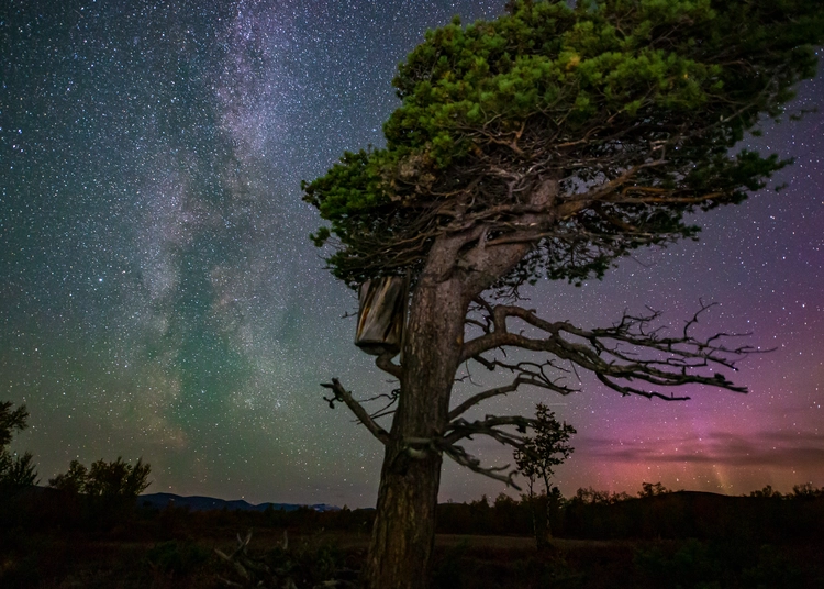 Träd med svagt norrsken och stark stjärnhimmel