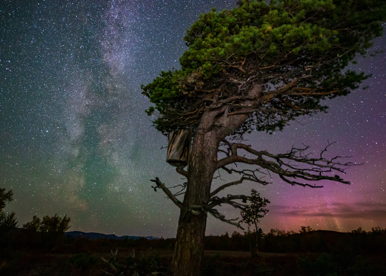 Träd med svagt norrsken och stark stjärnhimmel